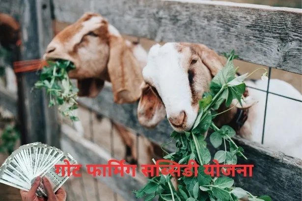 Goat Farming Loan Subsidy 2024